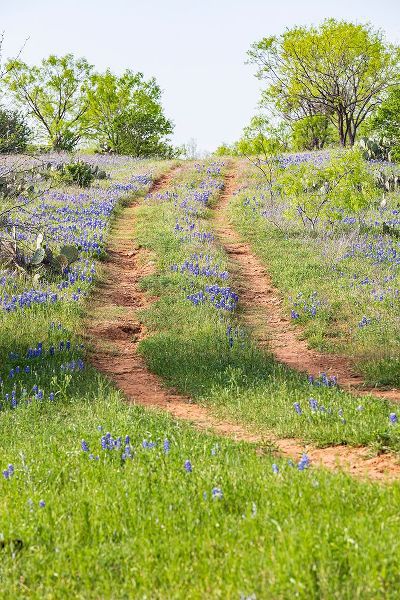 Wilson, Emily M. 아티스트의 Llano-Texas-USA-Two rut road through bluebonnets in the Texas Hill Country작품입니다.